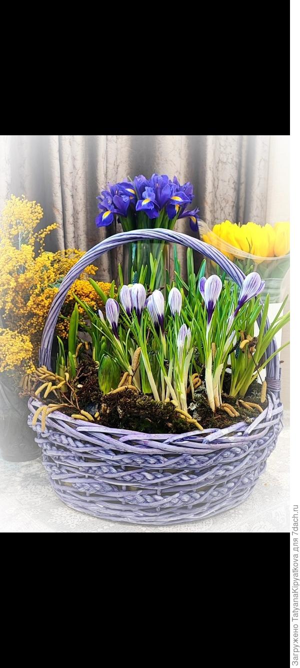 А тут готовые саженцы были посажены в корзину. (Крокусы, мускари, гиацинты, 2вида нарциссов)
