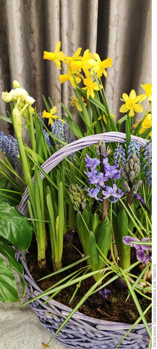 Крокусы уже отцвели, но другие луковичные пошли в рост.