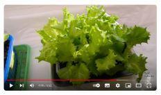 А это как должно быть. Выращено в комнате.