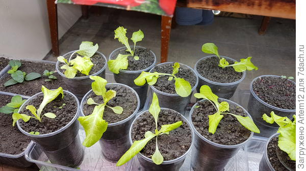 Вот они сейчас такие.