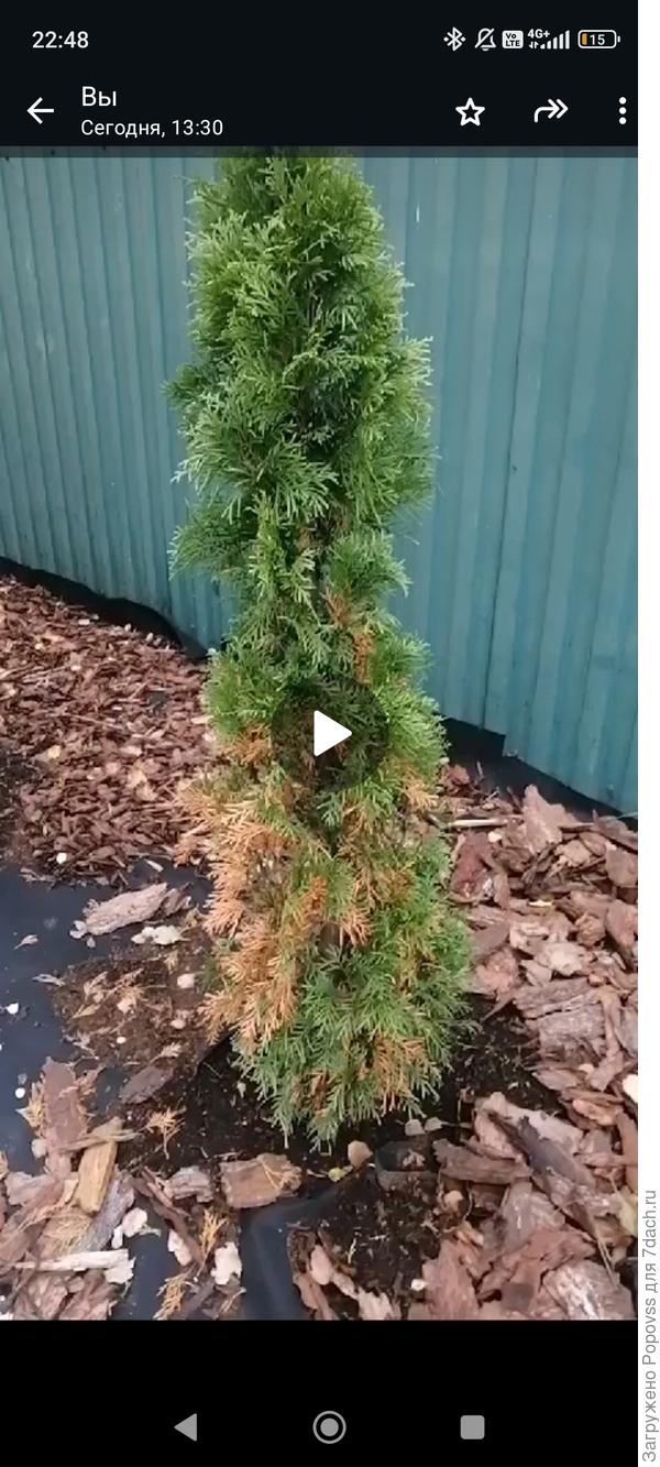 3 недели после посадки