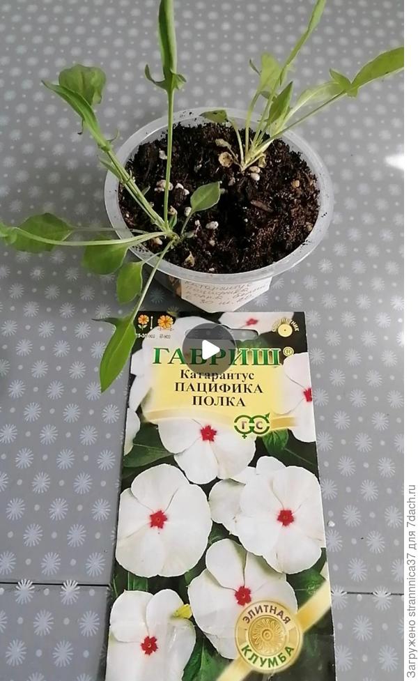 Вместо катарантуса вырос щавелёк.