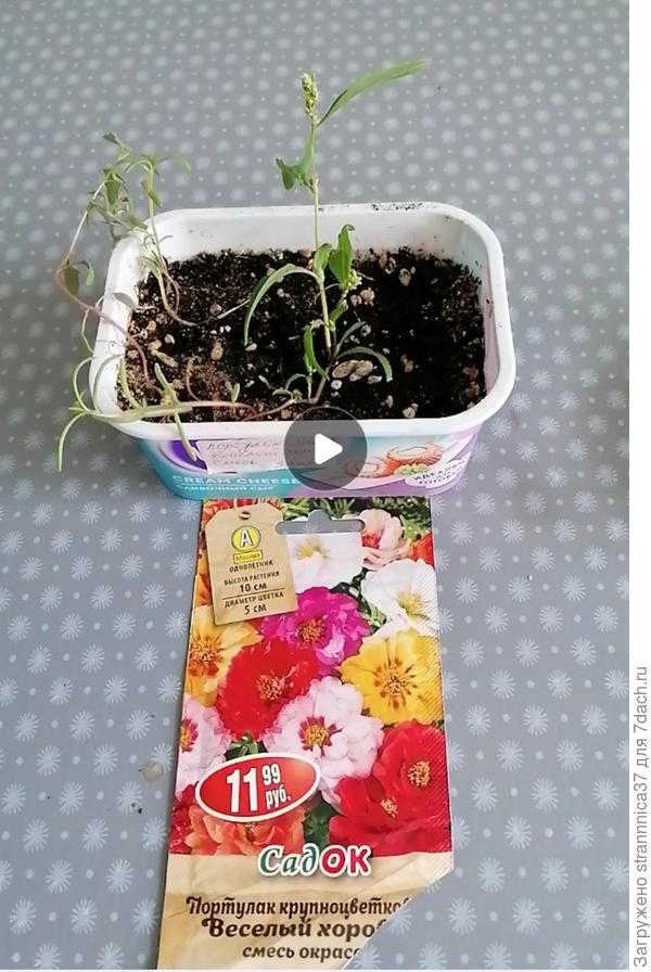 А вместо портулака горец.