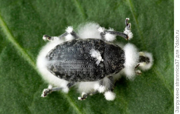 Видели такое? Это боверия растёт на теле жука.