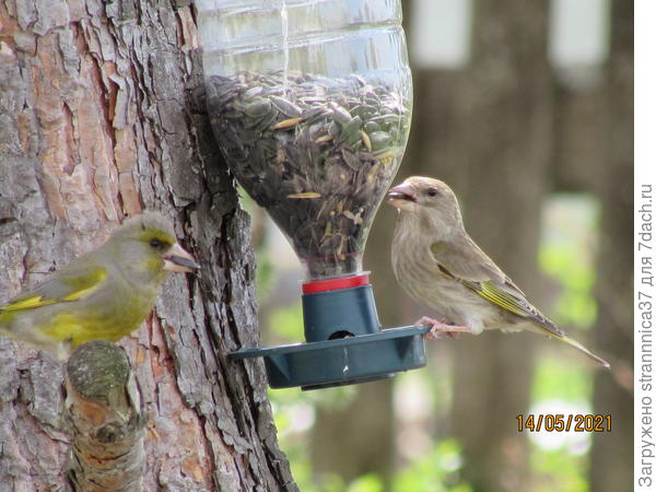 Зеленушки на кормушке.