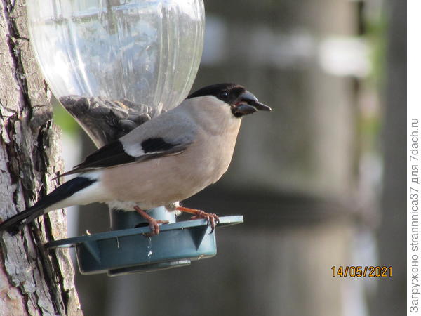 Самочка снегиря.
