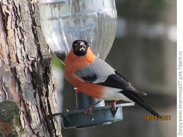 Роскошный наряд снегиря не теряет красоты и весной.