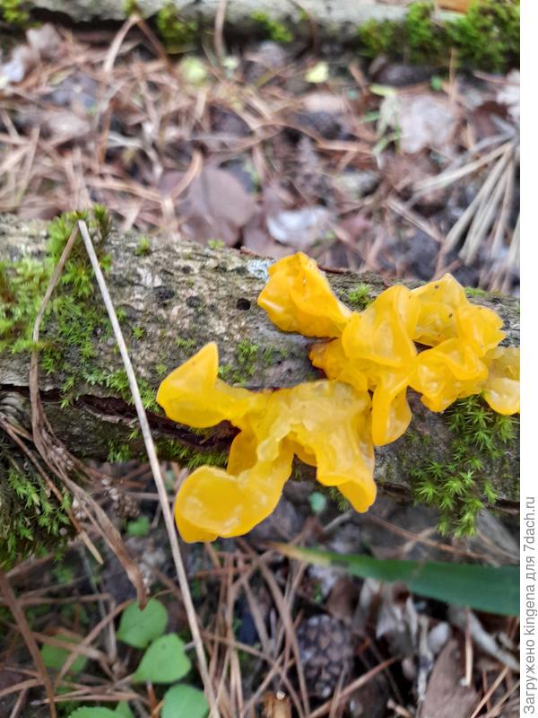 Дрожалка оранжевая. Симпатяга.