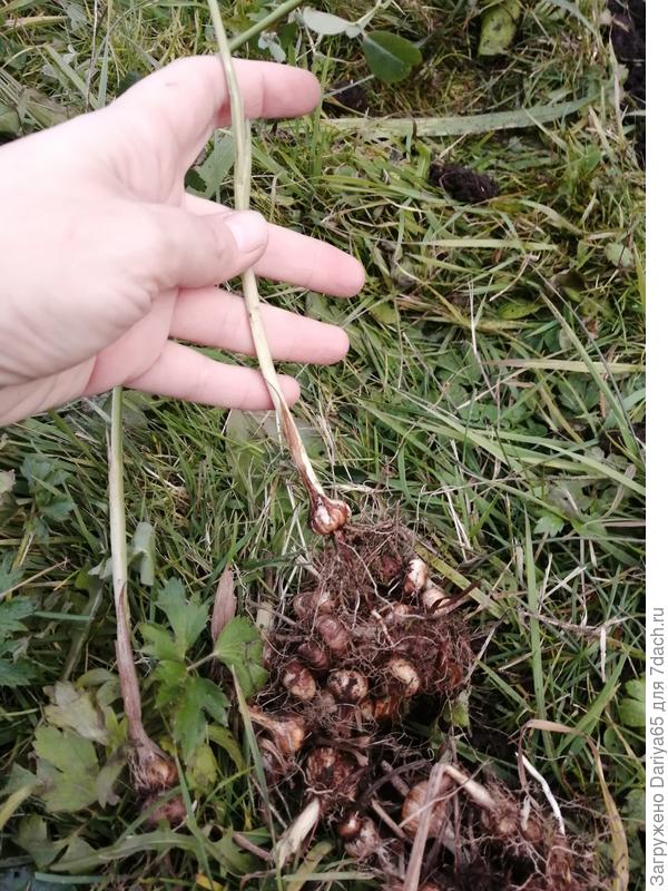 Луковица цветка