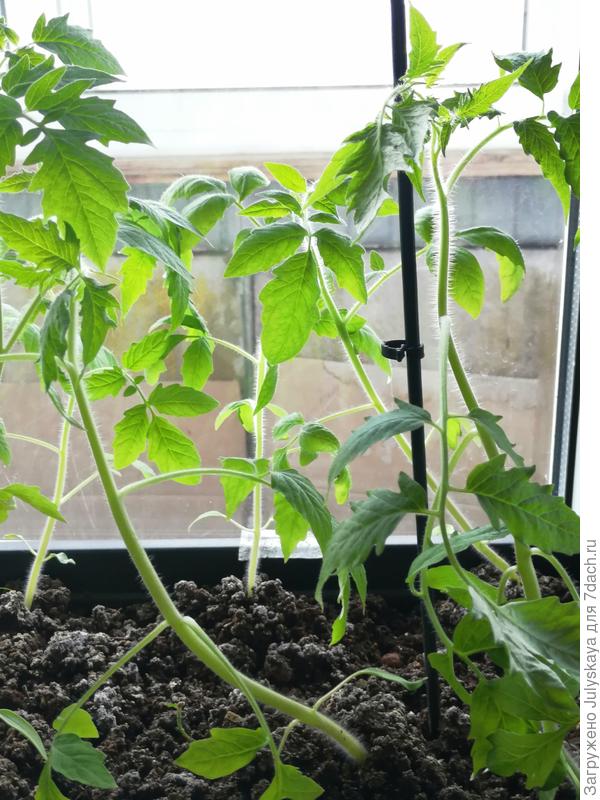 Прямые помидоры вместе с кривыми