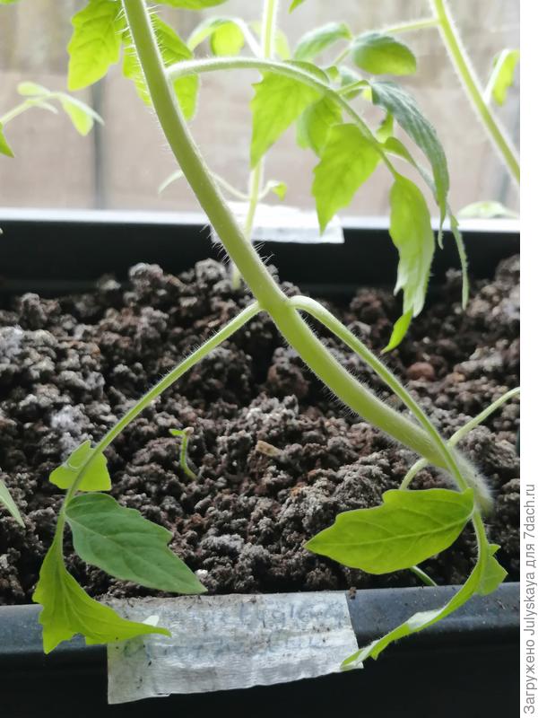 Кривой и с поникшими веточками