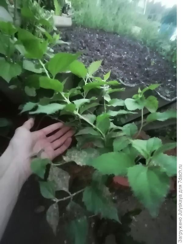 Одна тонкая веточка, а на ней куча побегов с листиками