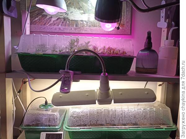 проращиватель семян