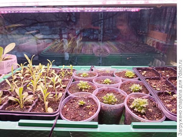 в центре камнеломка, по бокам гвоздики и колокольчики