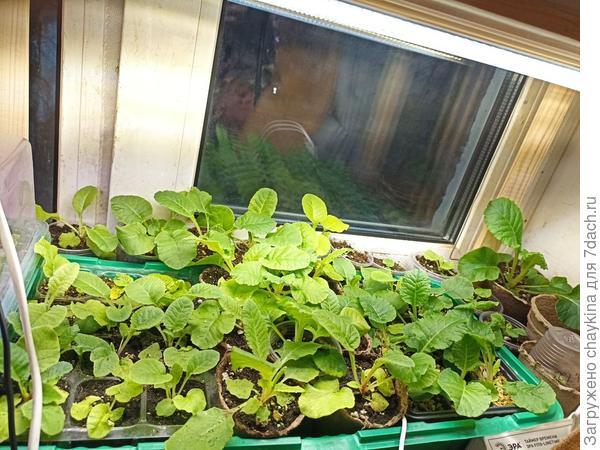 примула в тесноте и уже немножко в обиде