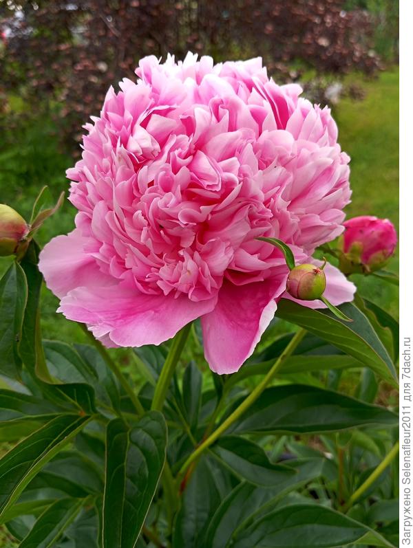 Пион розовый бомбовидный с сладким ароматом