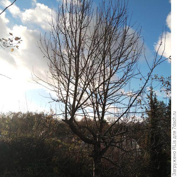 Вид против солнца