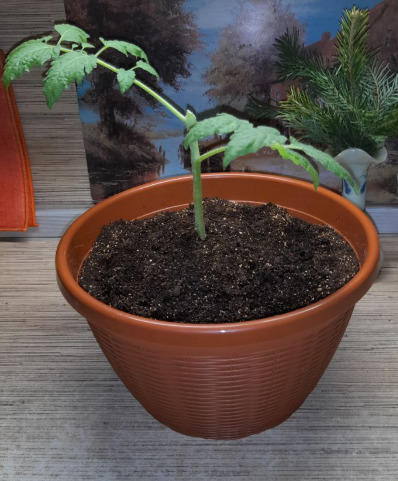 основание с двумя листьями