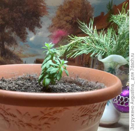 единственный, кому удалось пустить корни)