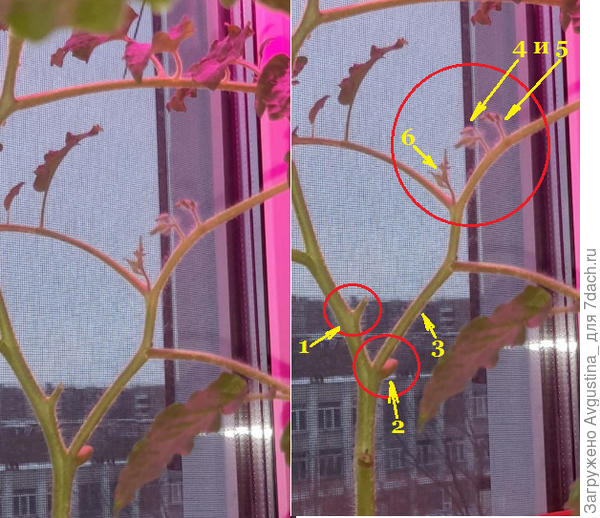 1-бывшая первая кисть над 6м листом; 2-обрезанный 6й лист; 3-пасынок; 4 и 5 - две кисти на пасынке; 6 - ещё один пасынок или подпасынок?)