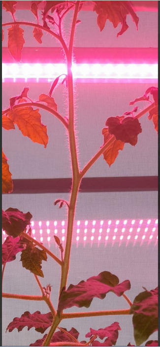 Снизу вверх: на 9м листе две кисти, потом две на основном стволе в междоузлиях, и на макушке ещё две