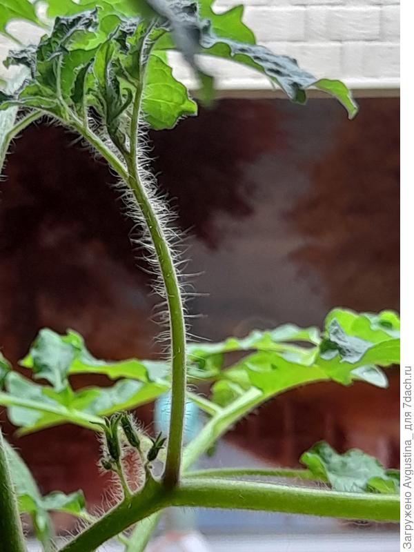 А вот такая конструкция образовалась на девятом листе