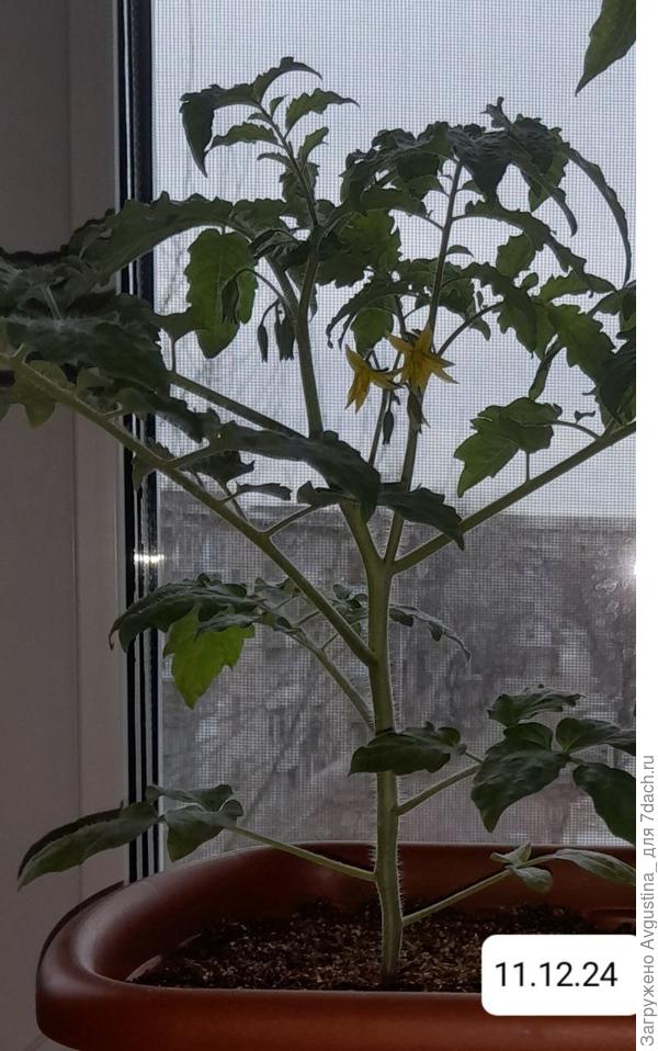 эти кисти были сброшены