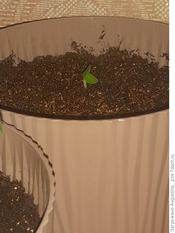 один день от роду, перевалка.