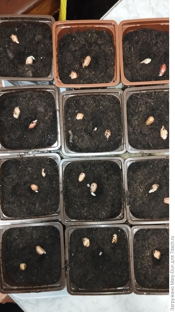 Первый посев