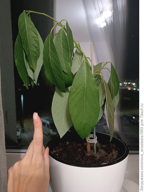 Первый, ему год почти