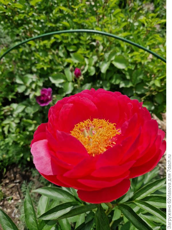 Цвет на фото подкачал