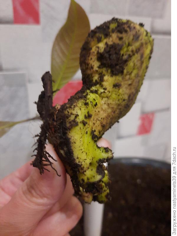 Манго с корнем фото.