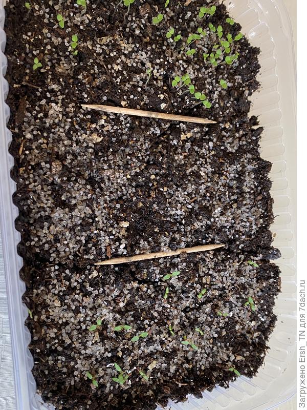 Вот здесь видно,что вербена взошла ,а наперстянка нет((