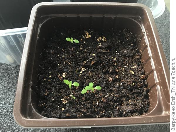 Вербена фиолетовая из семян этого года