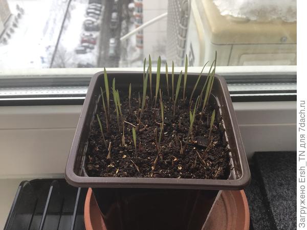 Шероховата из прошлогодних Лениных семян в этом году быстро взошла «лесом»