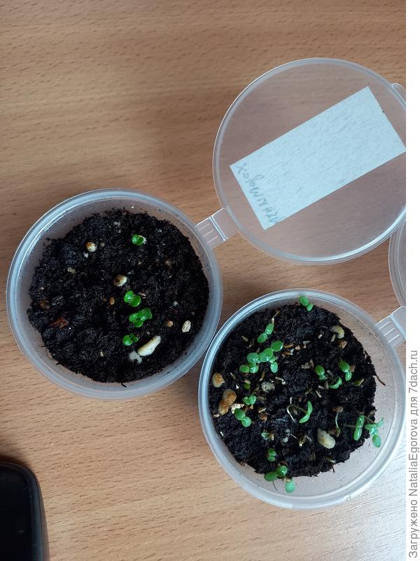 Вот всходы пупавки и хорминума