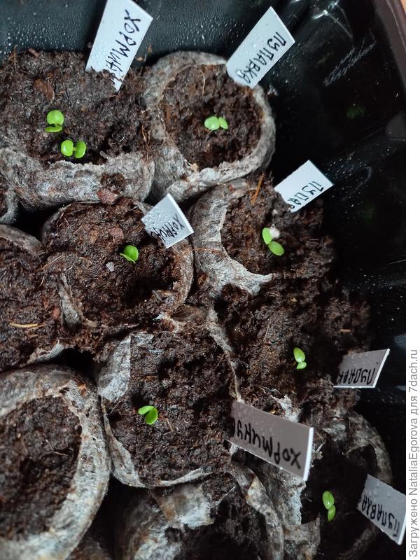 А вот эти всходы уже в торфяных таблетках