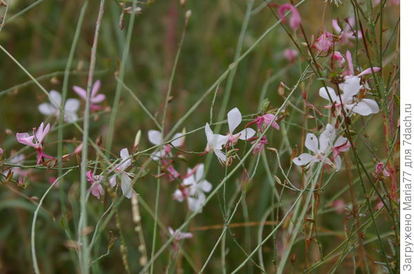 Растение с нежными цветами