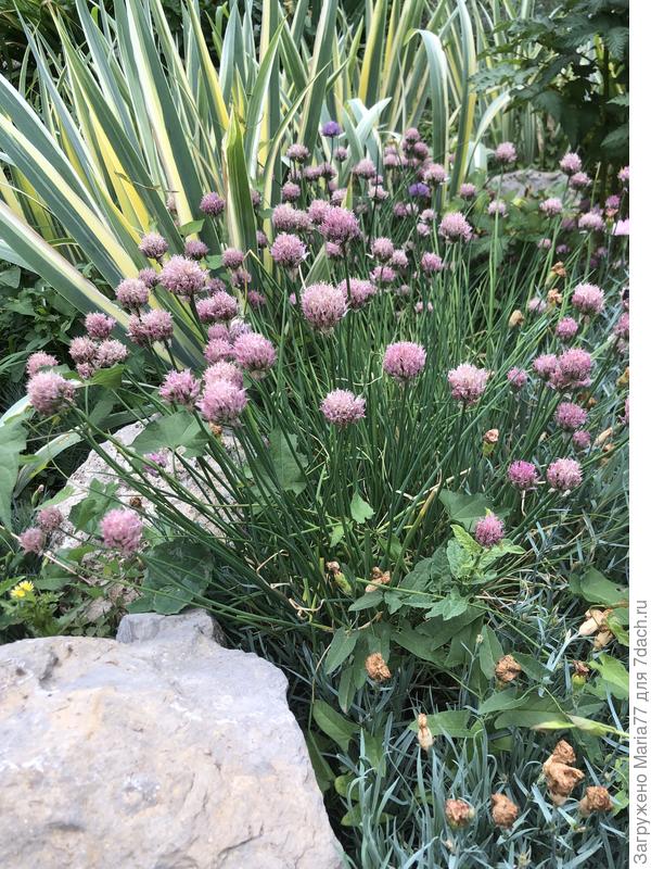 Это Шнитт-лук?