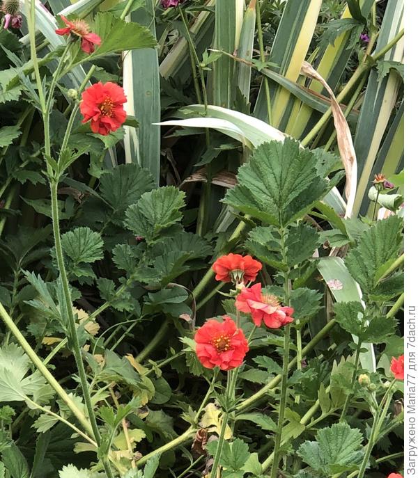 Какой это гравилат