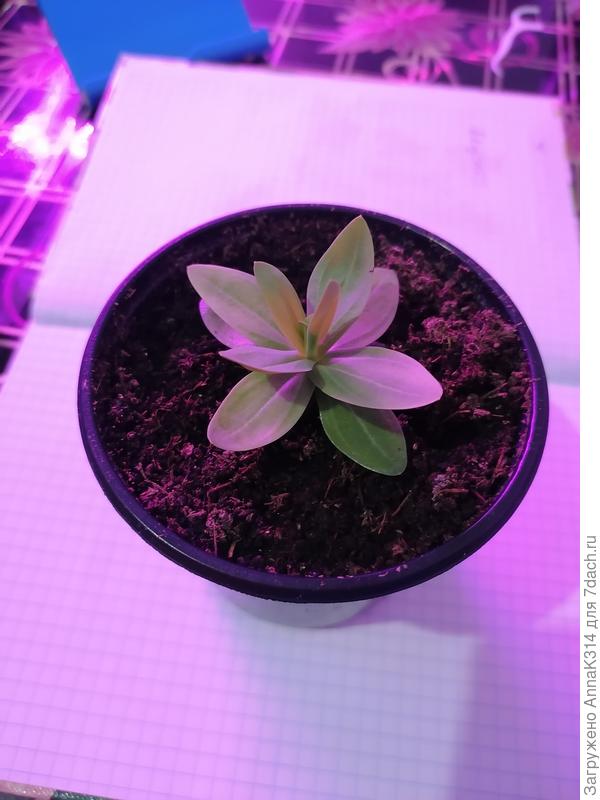 3 месяца и 3 недели приблизительно после посева