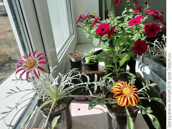 На заднем плане попала петуния тайдал велюр