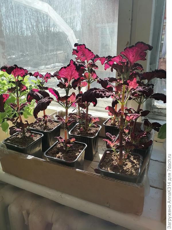 На макушке пока остаются, а снизу поотваливались.