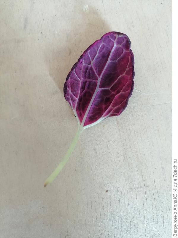 Листочки не плохие . Вот так подгнивают  или подсыхают и отпадают