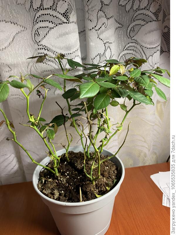 Чернеют стебли и опадают листья