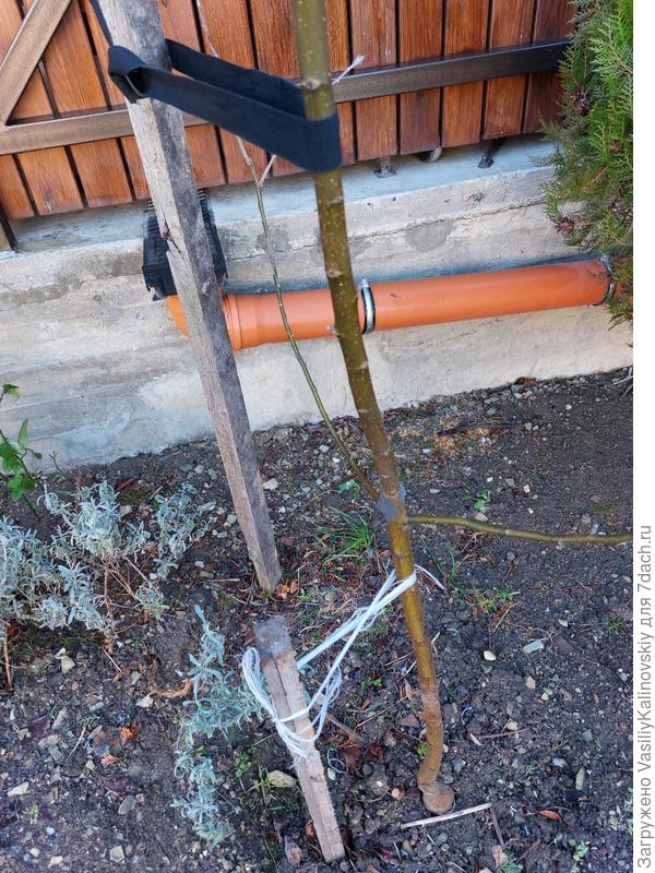 Места обрезки конкурентов