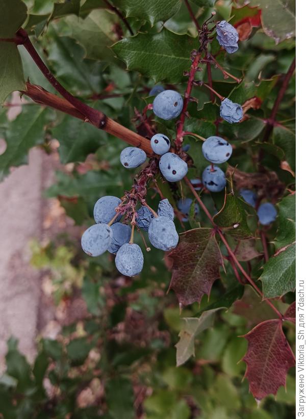 Кустарник( ягоды)