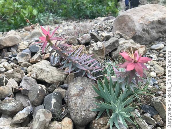 Травянистое