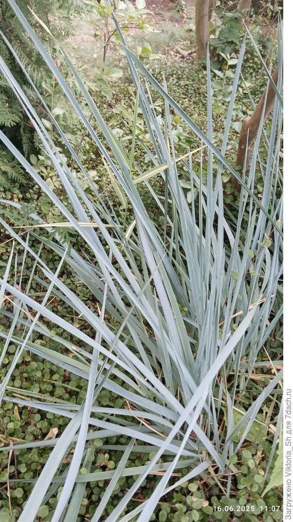 травянистое