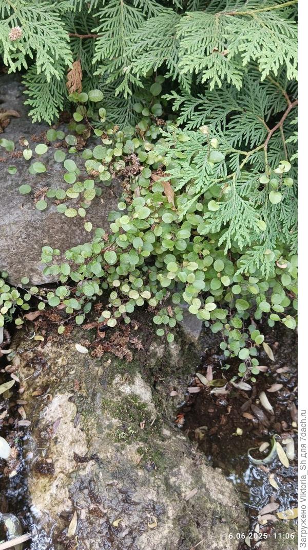 почвопокровное